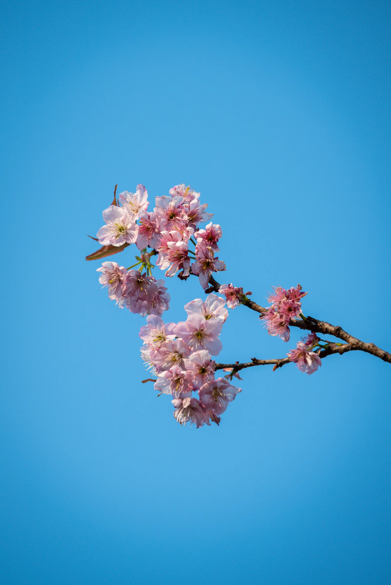 A branch of cherry blossom against a blue sky