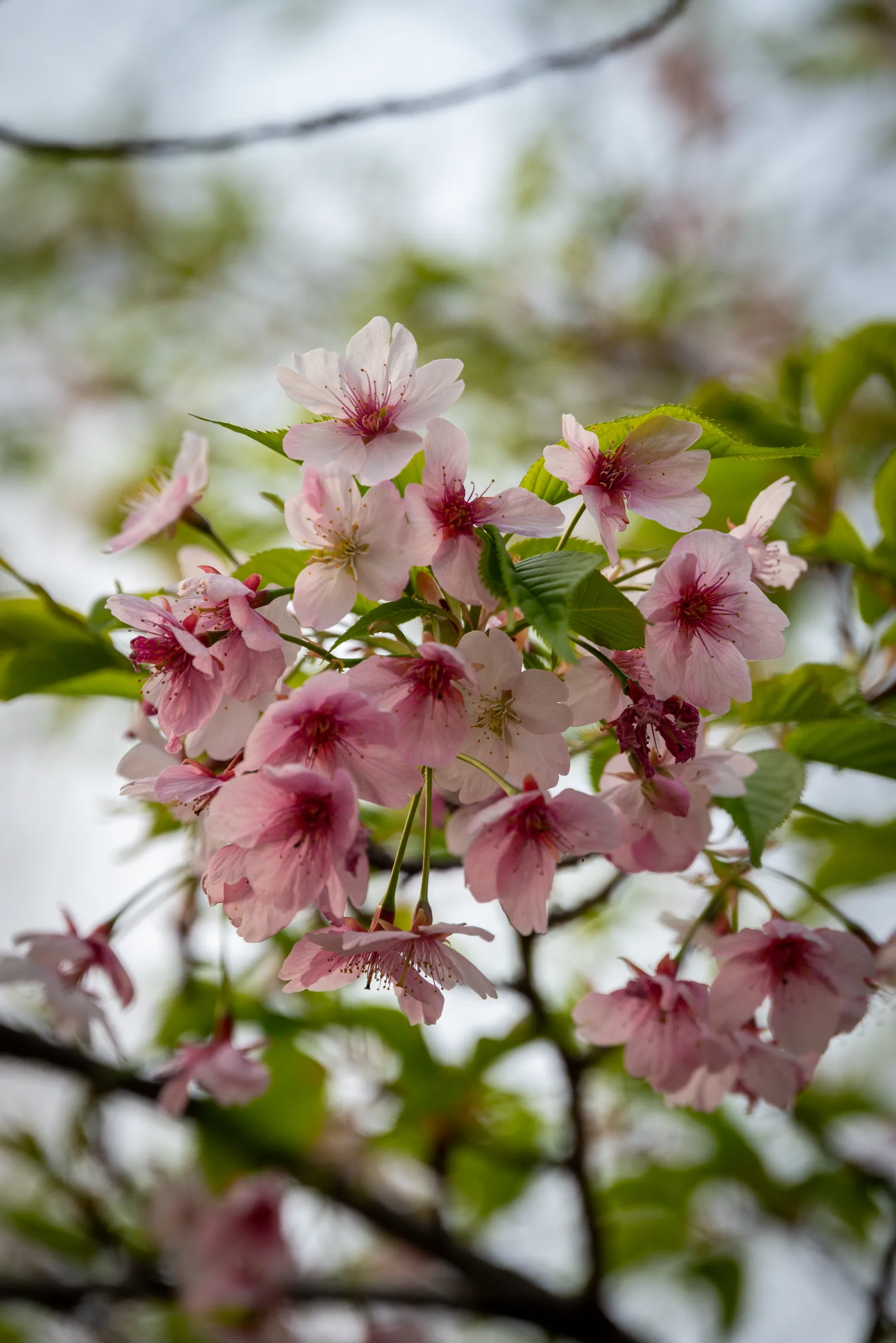Cherry blossoms in soft light