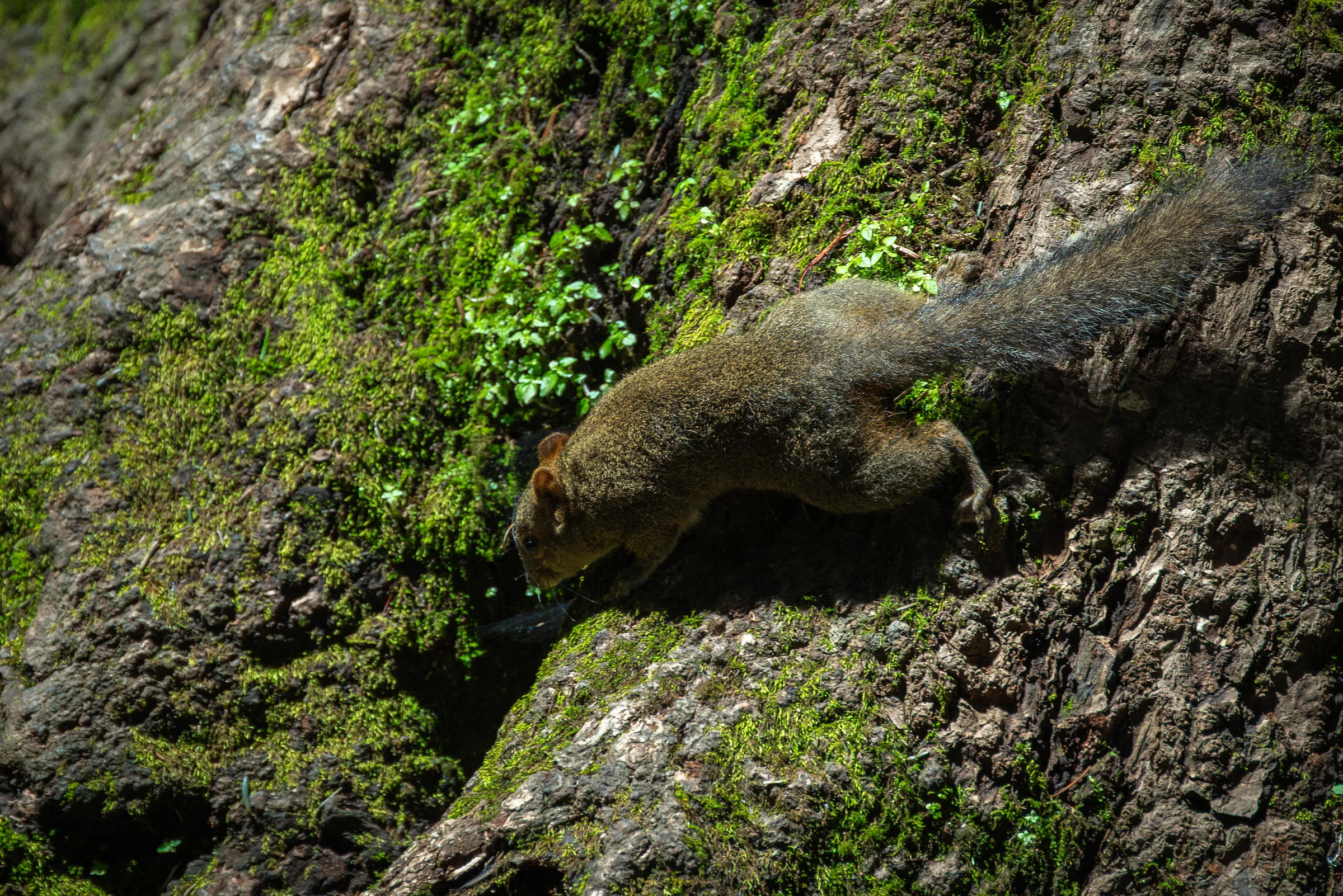 A squirrel on a mossy rock